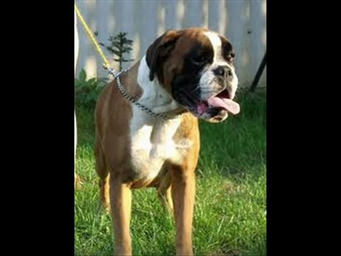 Stop your dogs Behavior Problems!