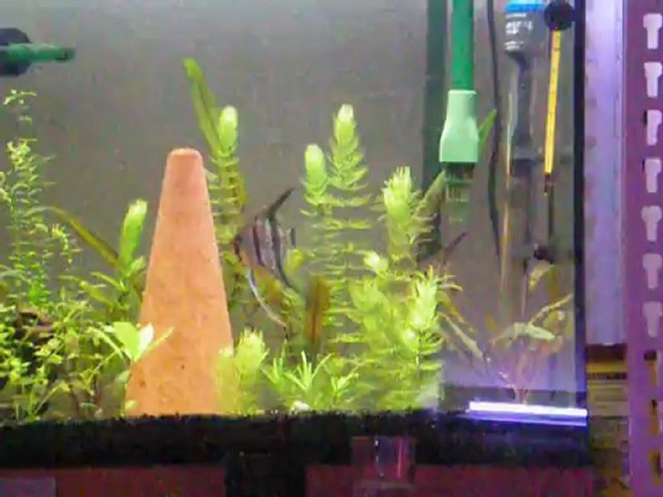 Reproduction scalaires 1, nettoyage