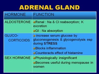 Endocrine System - Metabolism (Examville.com Study Aids)