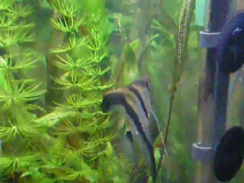 Reproduction scalaires 2, ponte