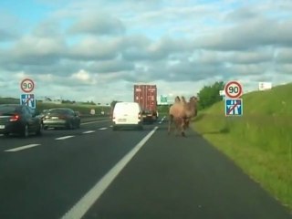 2 chameaux sur l'autoroute A84 en France