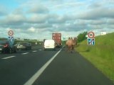 2 chameaux sur l'autoroute A84 en France