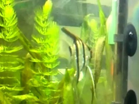 Reproduction scalaires 3, ventilation