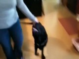 Labrador with Hip Dysplasia and pain recovers