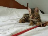 HYPNOTIC JAGUAR des Griffes de Feu of Magic Bengal - 3 month