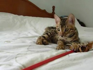 HYPNOTIC JAGUAR des Griffes de Feu of Magic Bengal - 3 month