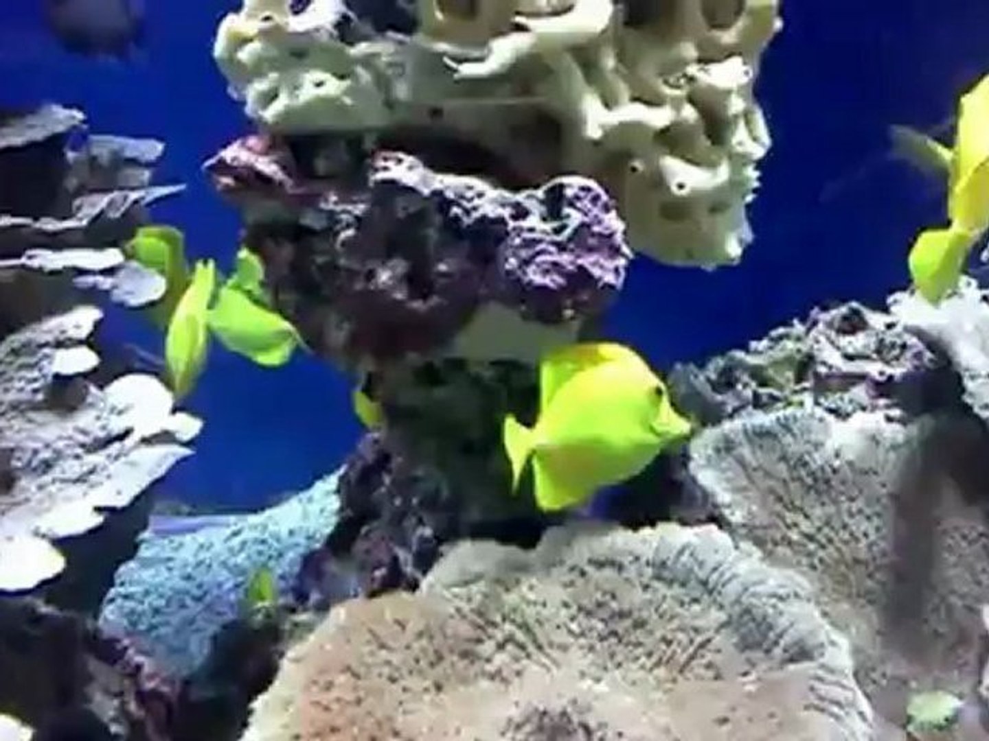 ⁣Aquarium   Monaco