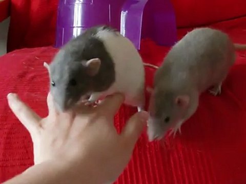 Bebop, Zedd, Mojo et Yela