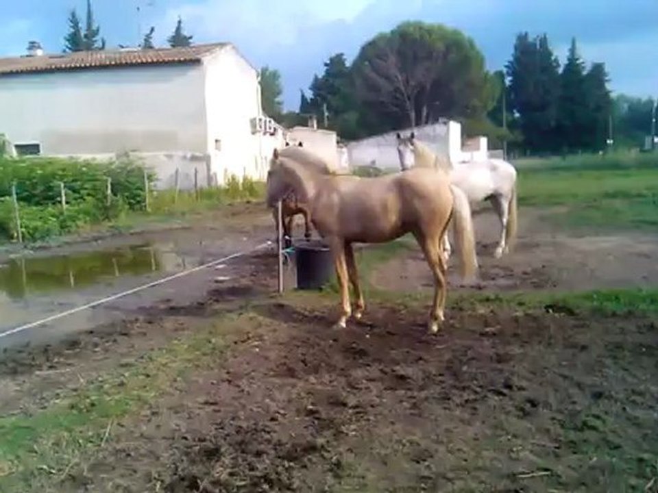 Video Balzac
