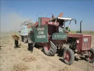 İşte Gidiyorum Çeşni Siyahım-Toprağa ,AMBAR"a Özlem-Paylaş