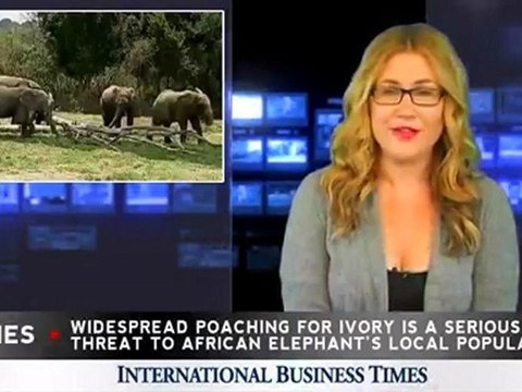 Nine Elephants Rescued After Poachers Leave Them Orphaned