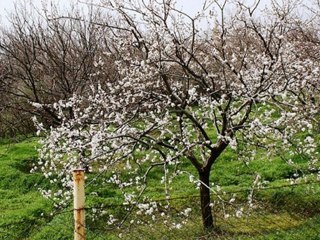 Musa Eroğlu - Gene Efkar Bastı