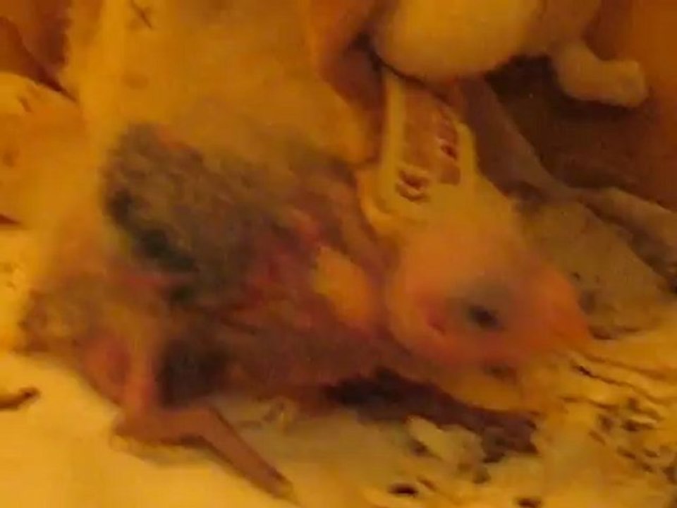 avant le repas le 6-6