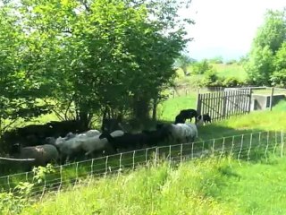 Espi: le chien de troupeau en formation