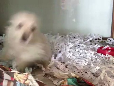 west highland white terrier yavruları 05333974577