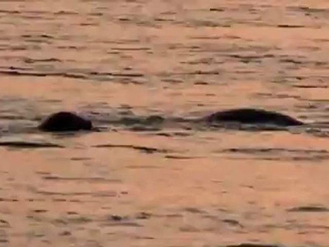 Les phoques à Berck Plage (62) Circuit Mai 2012