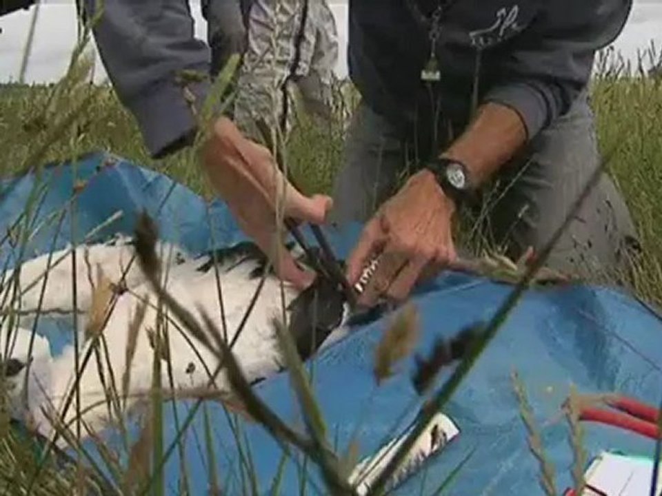 baguage des cigogneaux à Saint-Denis du Payré en Vendée