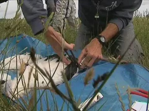 baguage des cigogneaux à Saint-Denis du Payré en Vendée