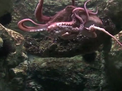 Blaise Matuidi présente Pierre le Poulpe !