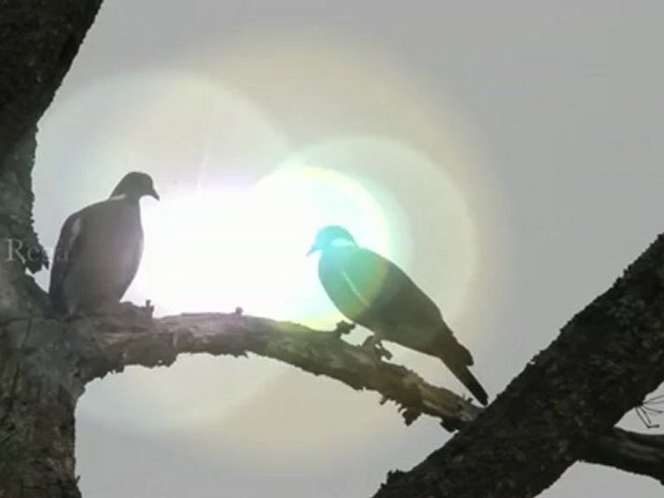 Pigeon ramier juin 2012