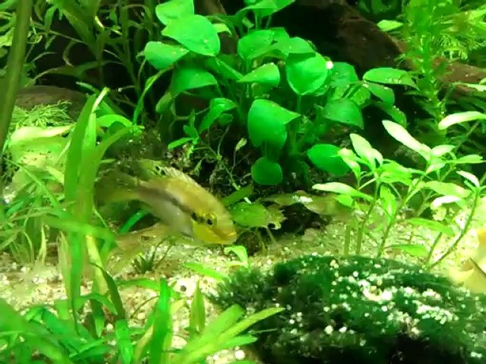 Alevins Subocellatus + Femelle