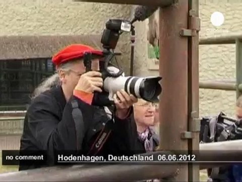 Polish zoo asks 'psychic elephant' to pick... - no comment