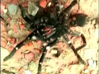 Giant spiders prompt panic in India