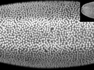 Développement de l'embryon de drosophile