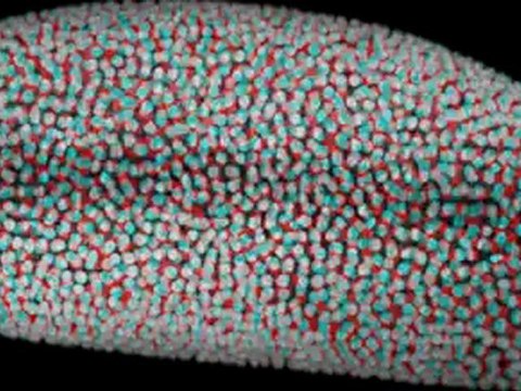 Développement de l'embryon de drosophile (3D pour lunettes anaglyphes)
