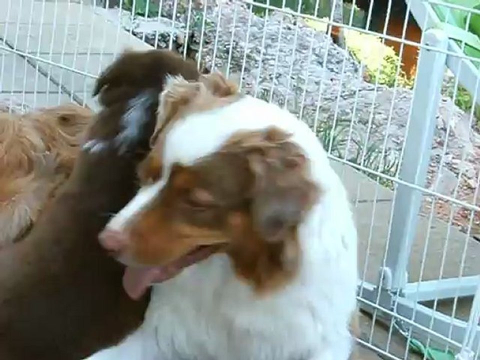 câlins