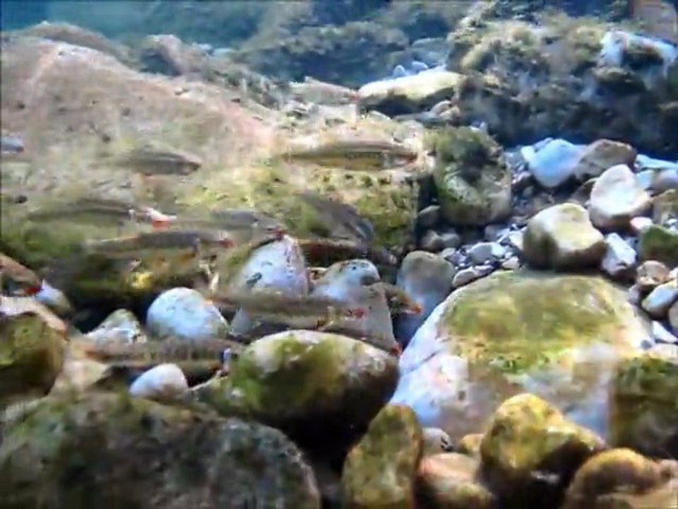 Phoxinus speed fish
