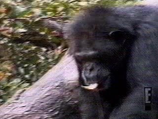 Funny clips-Animals - Monkey