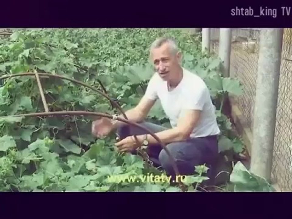 shtabking TV 11 Новое Шоу Тоципостюль