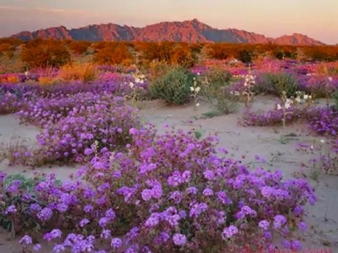 Glen Campbell ( As far as I'm concerned / Yamaha Psr 1000 )