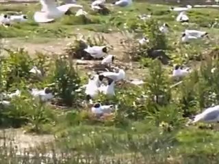 80 Marquenterre le Parc Ornithologique