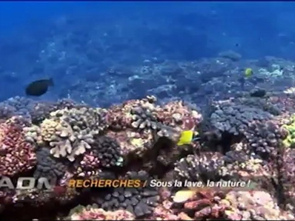 Colonisation Lave Réunion - Emission ADN