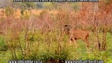 Male Lion Sabi Sand Night Safari