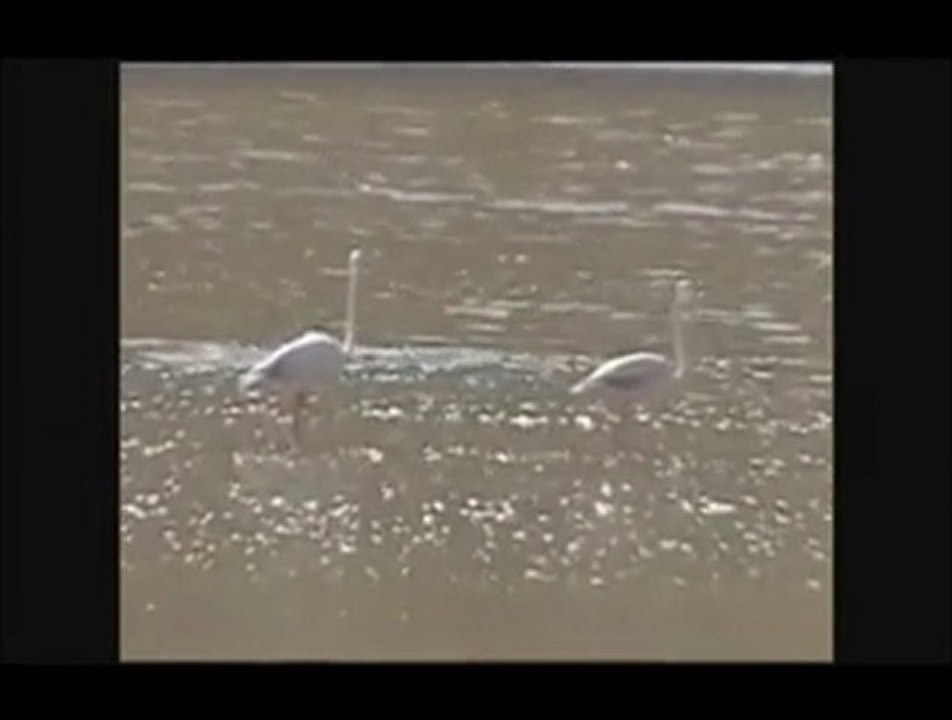 Meke Gölü"nün kurumasını herkes seyrediyor başta idareciler Paylaşın