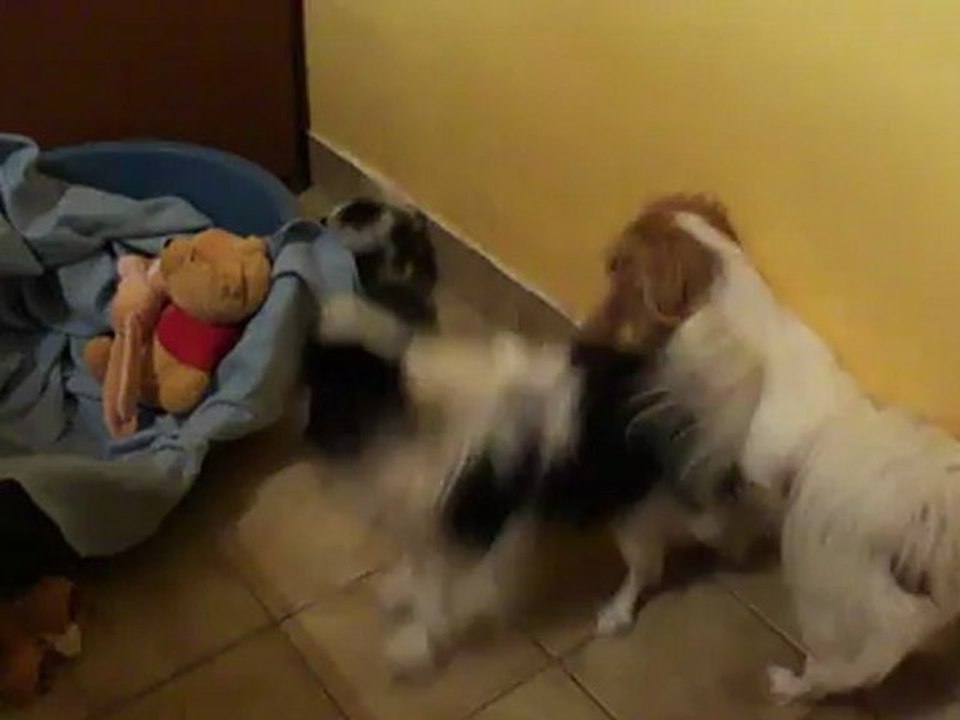 Le bébé Chin fait peur à sa tata Félicie!!!