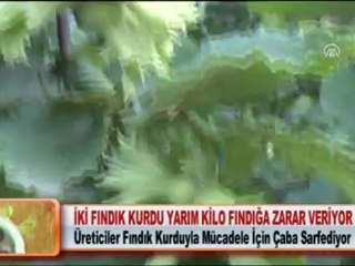 İKİ FINDIK KURDU YARIM KİLO FINDIĞA ZARAR VERİYOR