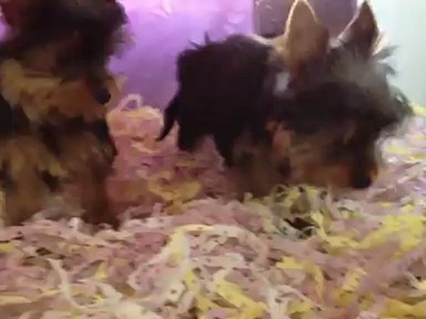 yorkshire terrier yavrulari satilik 0 533 397 45 77