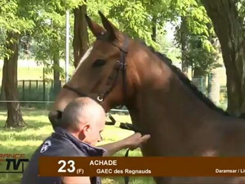 Les meilleurs 2 ans AQPS du concours de Paray-le-Monial 2012