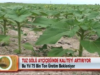 TUZ GÖLÜ AYÇİÇEĞİNDE KALİTEYİ ARTIRIYOR