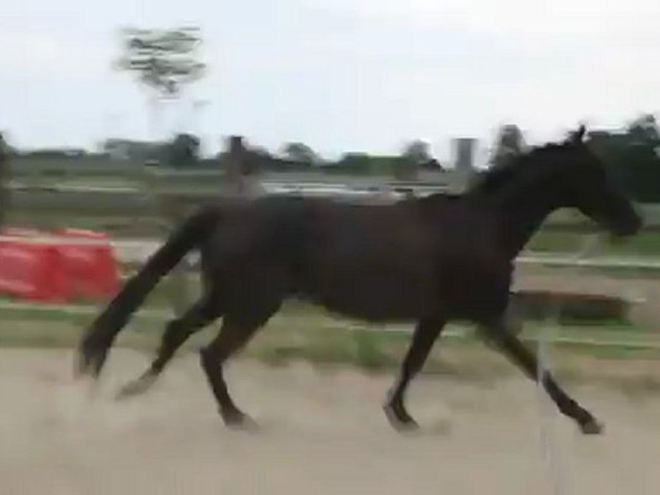 Sirène - Galop à droite 1