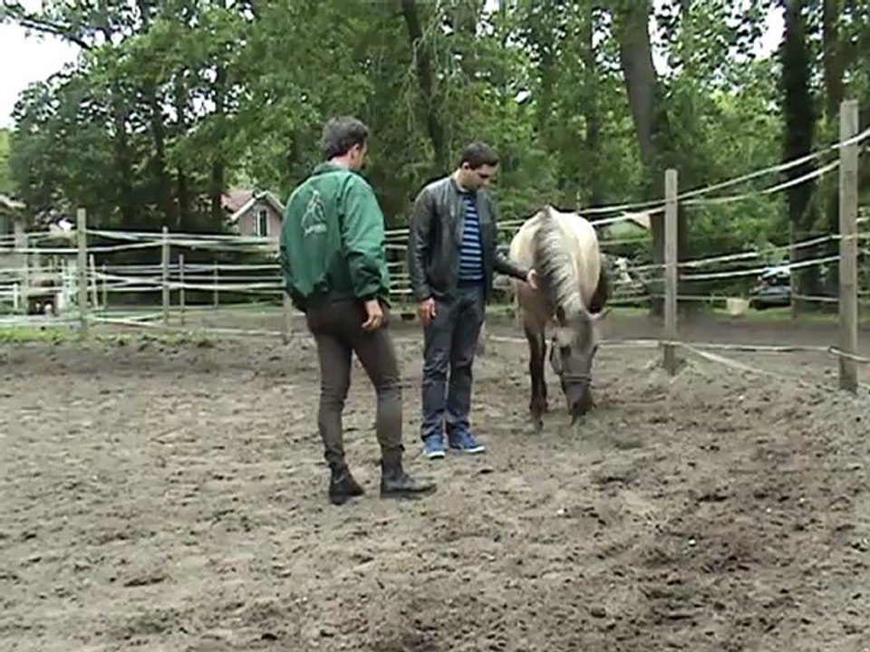 Formation au leadership facilitée par la relation homme/cheval