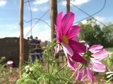 Mise en place du massif à Aziré - Suite du stage 