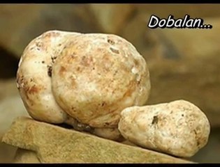 DOBALAN ,Keme Yeraltındaki Lezzet Hazinesi Harikadır Paylaş