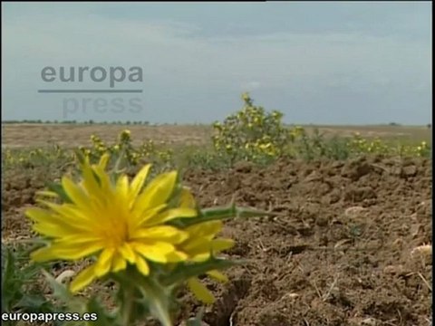 Rivas: había niños pequeños trabajando en fincas