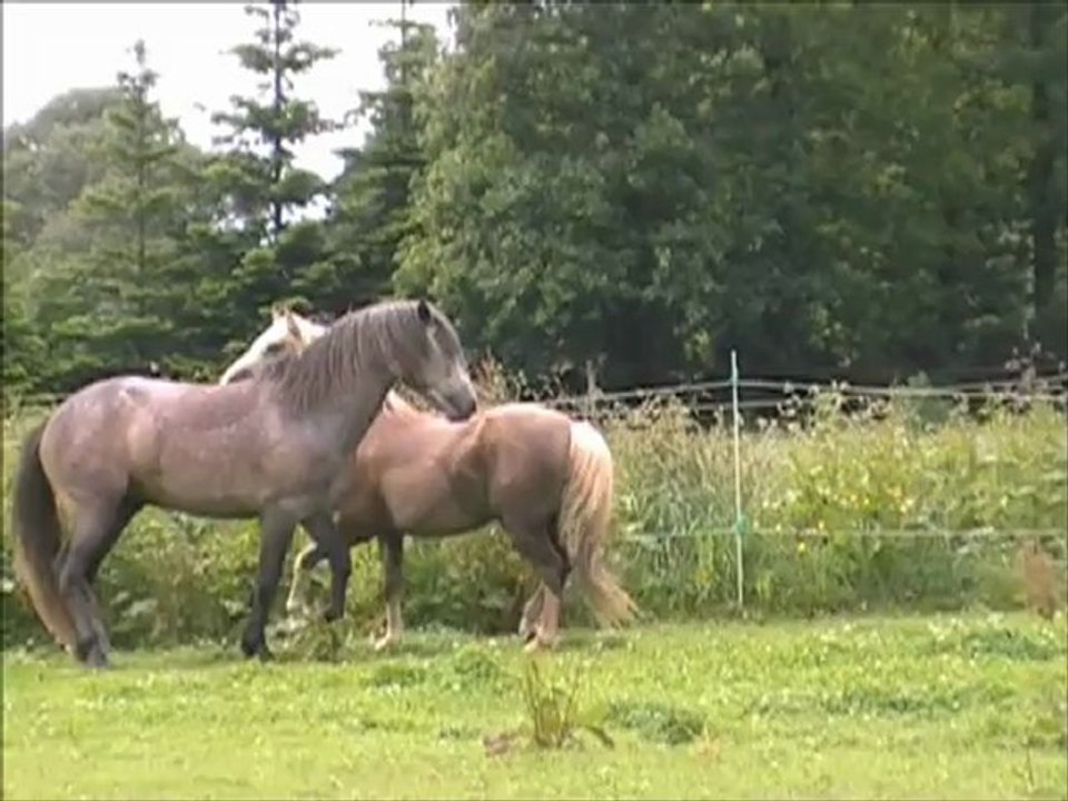 Wifi Tartifume mâle WB