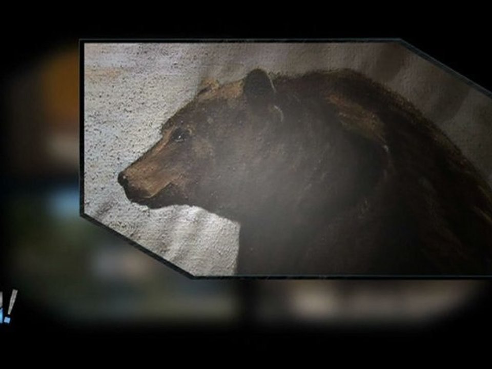 Film : SERIE HÔTELS INSOLITES (WEIRD HOTELS ) - Episode 19 - L'HOTEL DES OURS